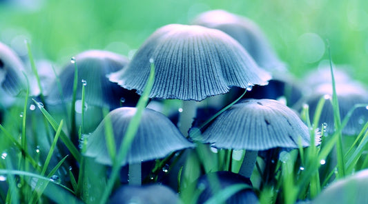 Guia Psicodelico Clássico Cogumelos Psilocybe Psilocibina
