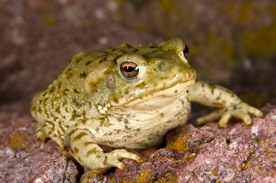Plantas e fungos psicoativos estão se tornando mais conhecidos