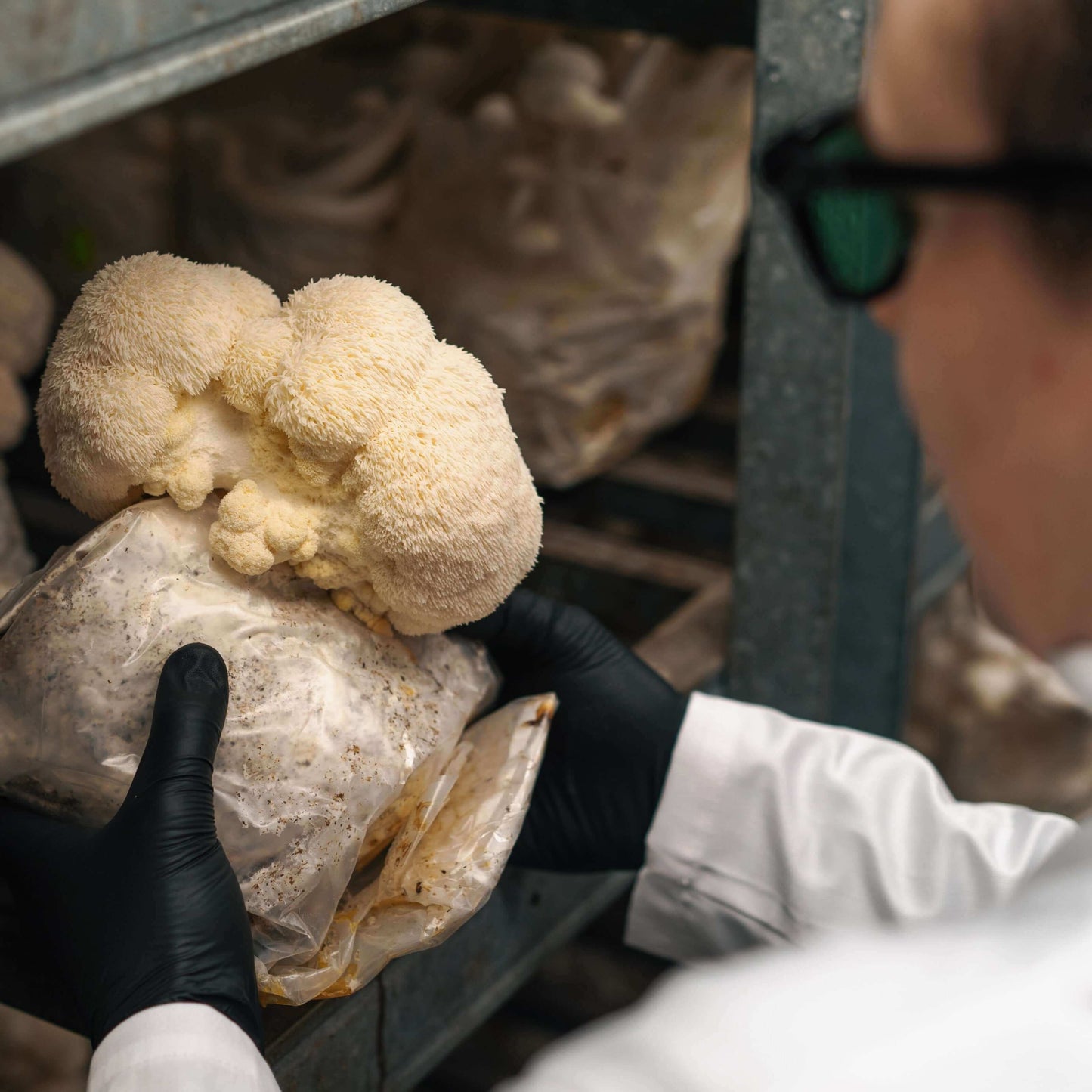 PROTOCOLO JUBA DE LEÃO Sabedoria da Natureza