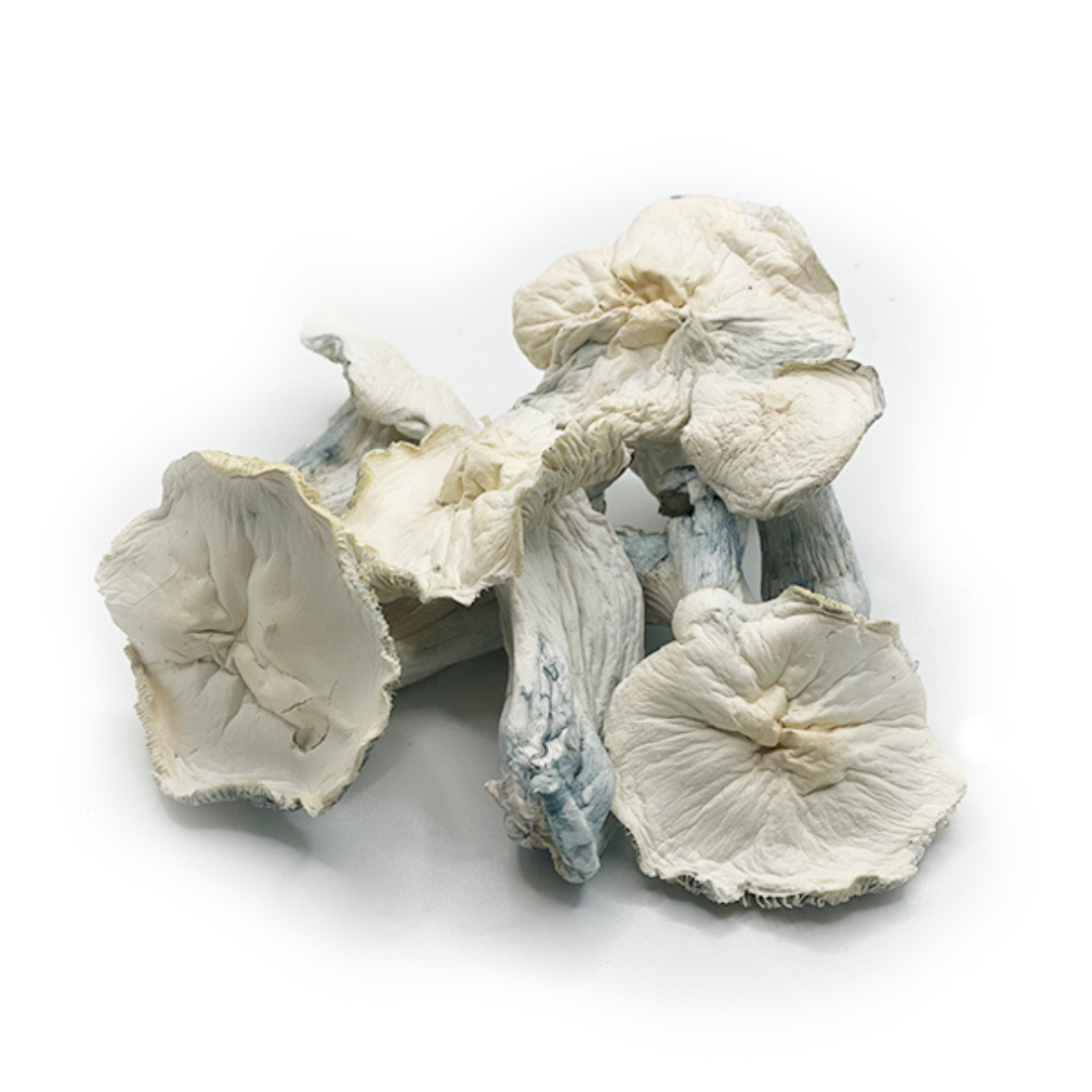 COGUMELO TRUE ALBINO TEACHER P.Cubensis com PROTOCOLO MED