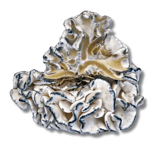 ENIGMA Psilocybe Cubensis