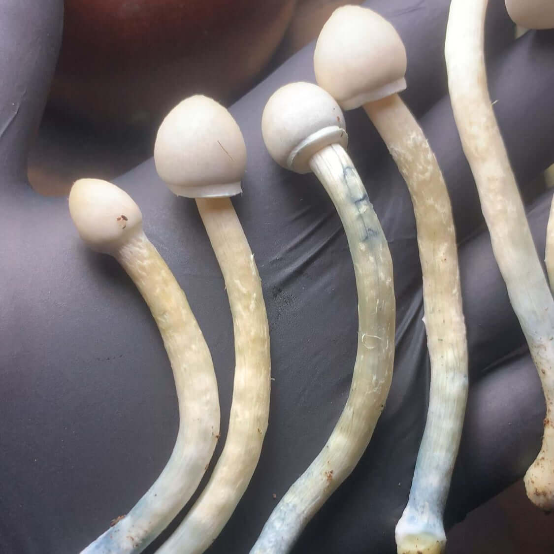 Gepetto — Psilocybe cubensis | Registro Taxonômico