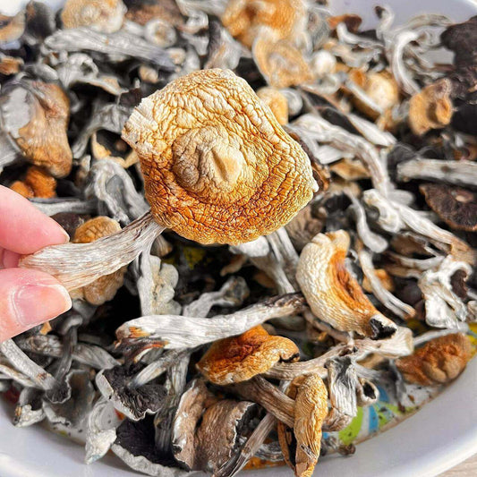 MASKAVO Psilocybe Cubensis