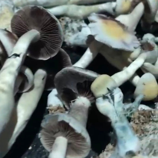MDK — Psilocybe cubensis | Registro Taxonômico