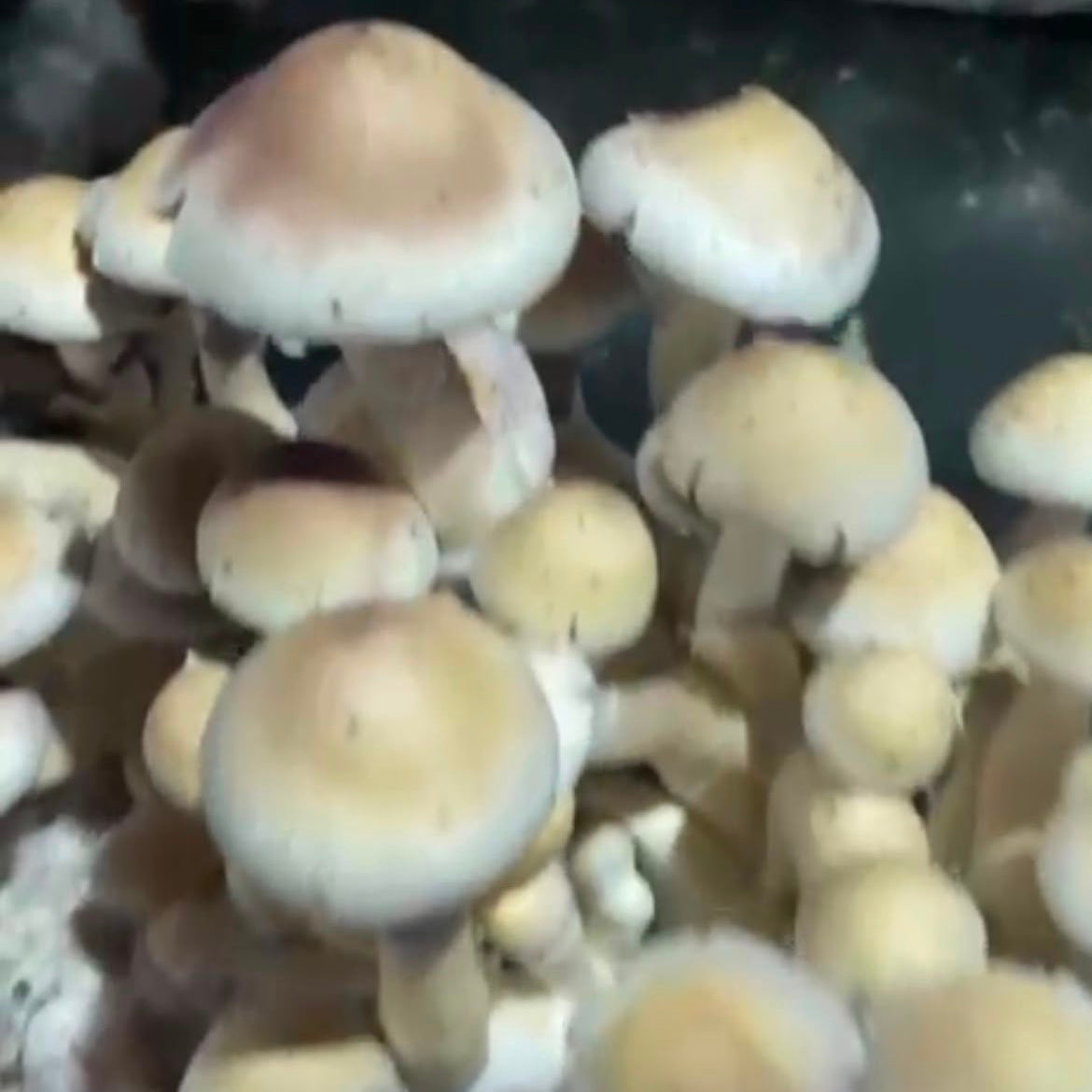 MDK — Psilocybe cubensis | Registro Taxonômico
