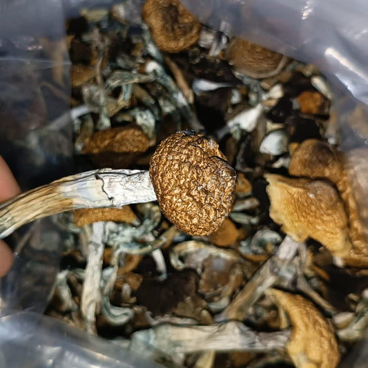 COGUMELO MDK Psilocybe Cubensis
