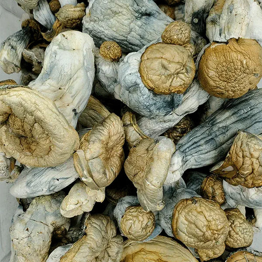 STACK EM PÓ Penis Envy e Albino Penis Envy