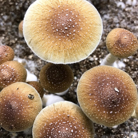 PINK BUFFALO Psilocybe Cubensis