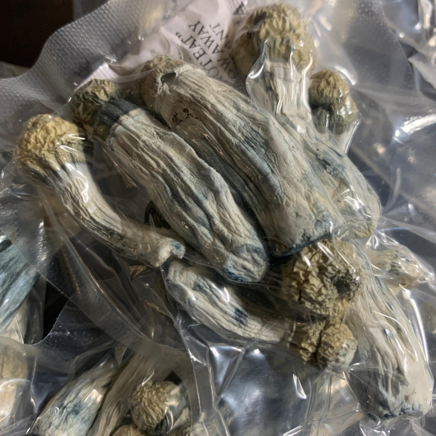 STACK Shakti e Albino Penis Envy e P.Cubensis com PROTOCOLO MED