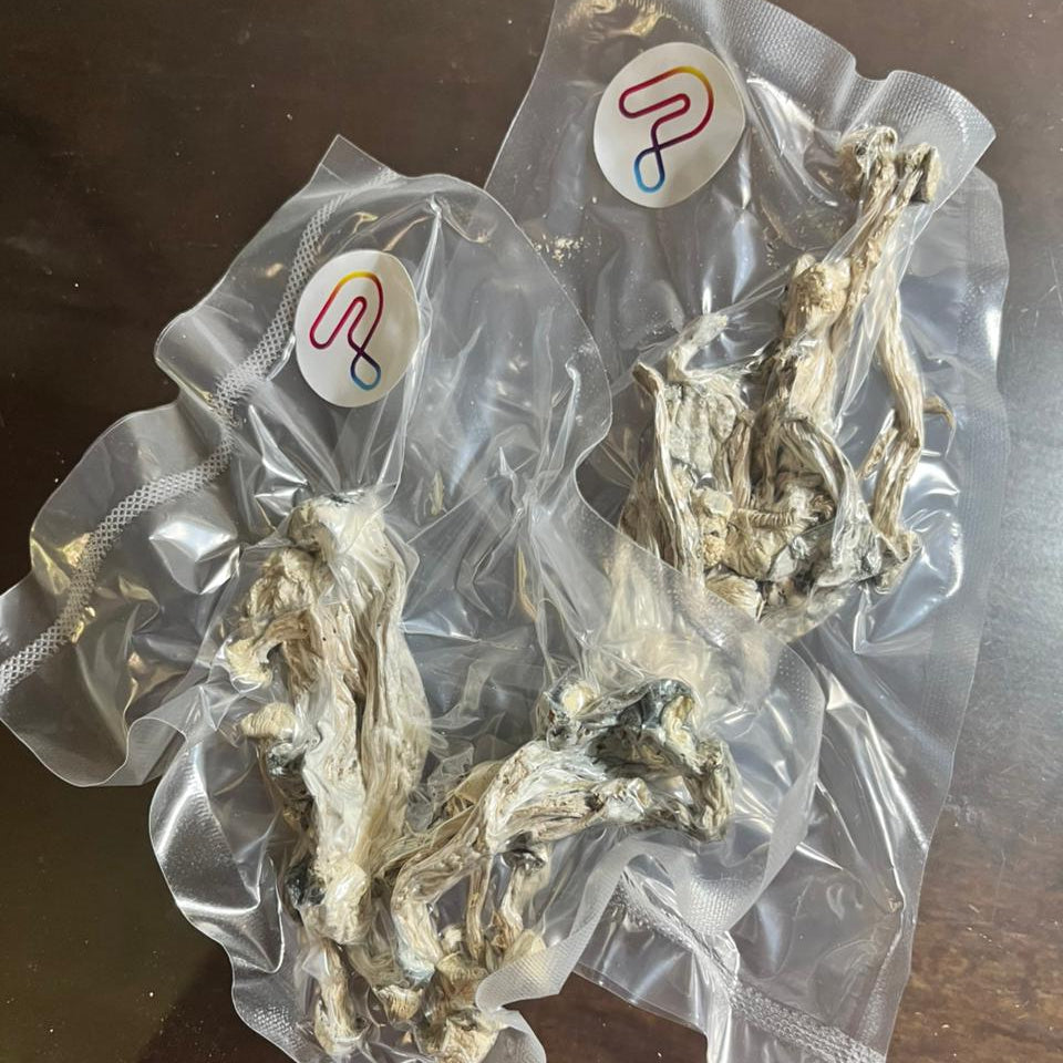GEPETTO Psilocybe Cubensis