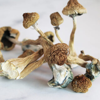 COGUMELO CAMBODIAN Psilocybe Cubensis