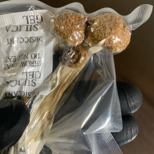 Cogumelo GOLDEN TEACHER Psilocybe Cubensis