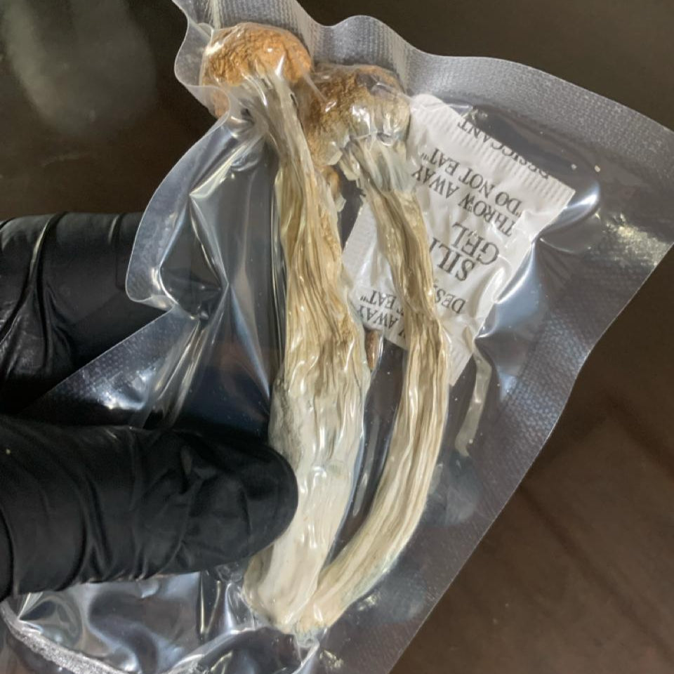 Cogumelo GOLDEN TEACHER P.Cubensis com PROTOCOLO MED
