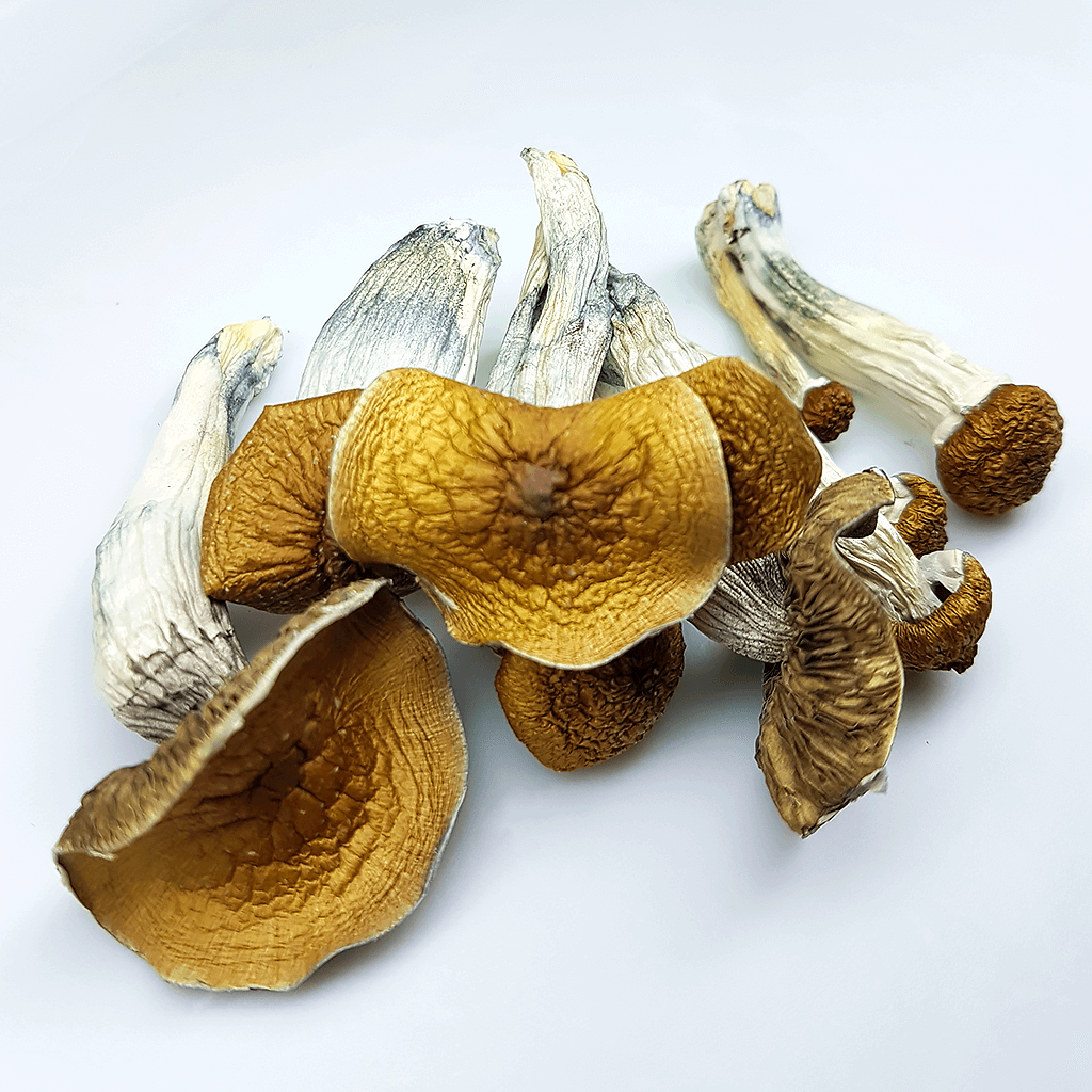 cogumelo mágico