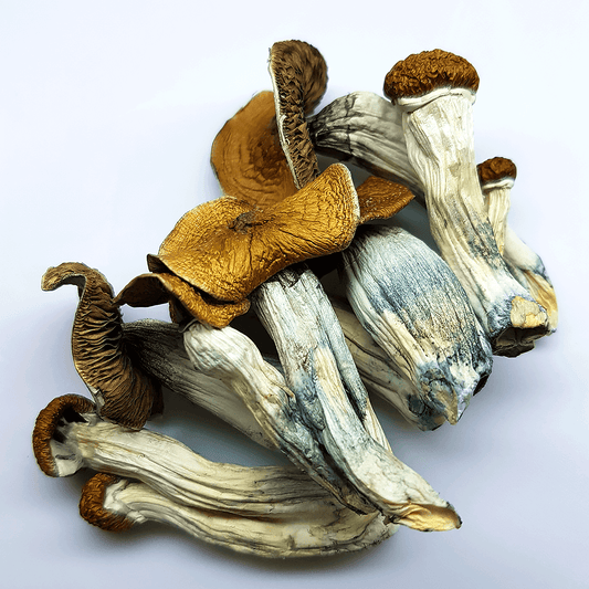 Cogumelos Psilocybe amostras
