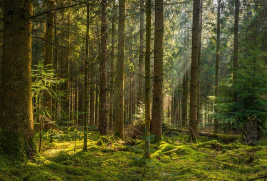 Uma caminhada na Floresta melhora a Saude Mental