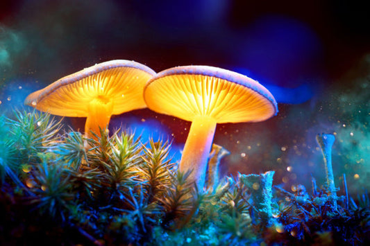 Cogumelos mágicos ajudaram 83% das pessoas a reduzir o consumo excessivo do álcool