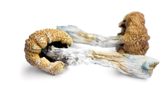 Composto de cogumelo mágico funciona tão bem quanto antidepressivo