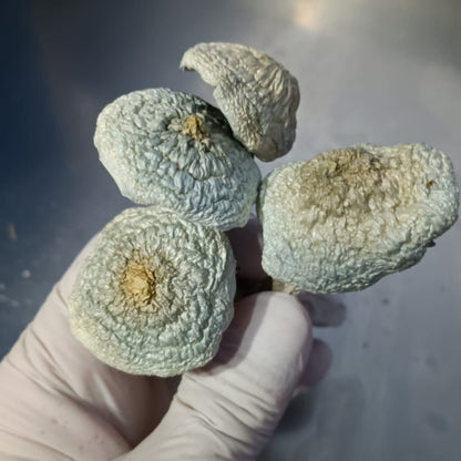 A+ (AA+) Psilocybe Cubensis com PROTOCOLO MED