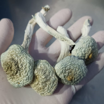 A+ (AA+) Psilocybe Cubensis com PROTOCOLO MED