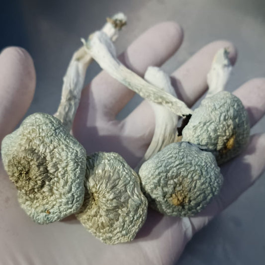 A+ (AA+) Psilocybe Cubensis com PROTOCOLO MED