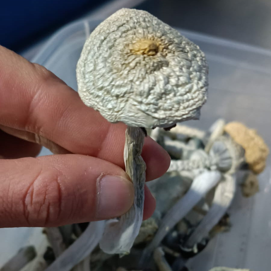A+ (AA+) Psilocybe Cubensis com PROTOCOLO MED