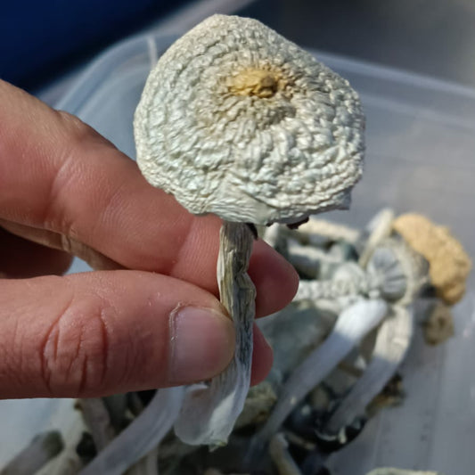 A+ (AA+) Psilocybe Cubensis com PROTOCOLO MED