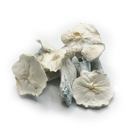 COGUMELO MÁGICO Psilocybe Cubensis com PROTOCOLO MED