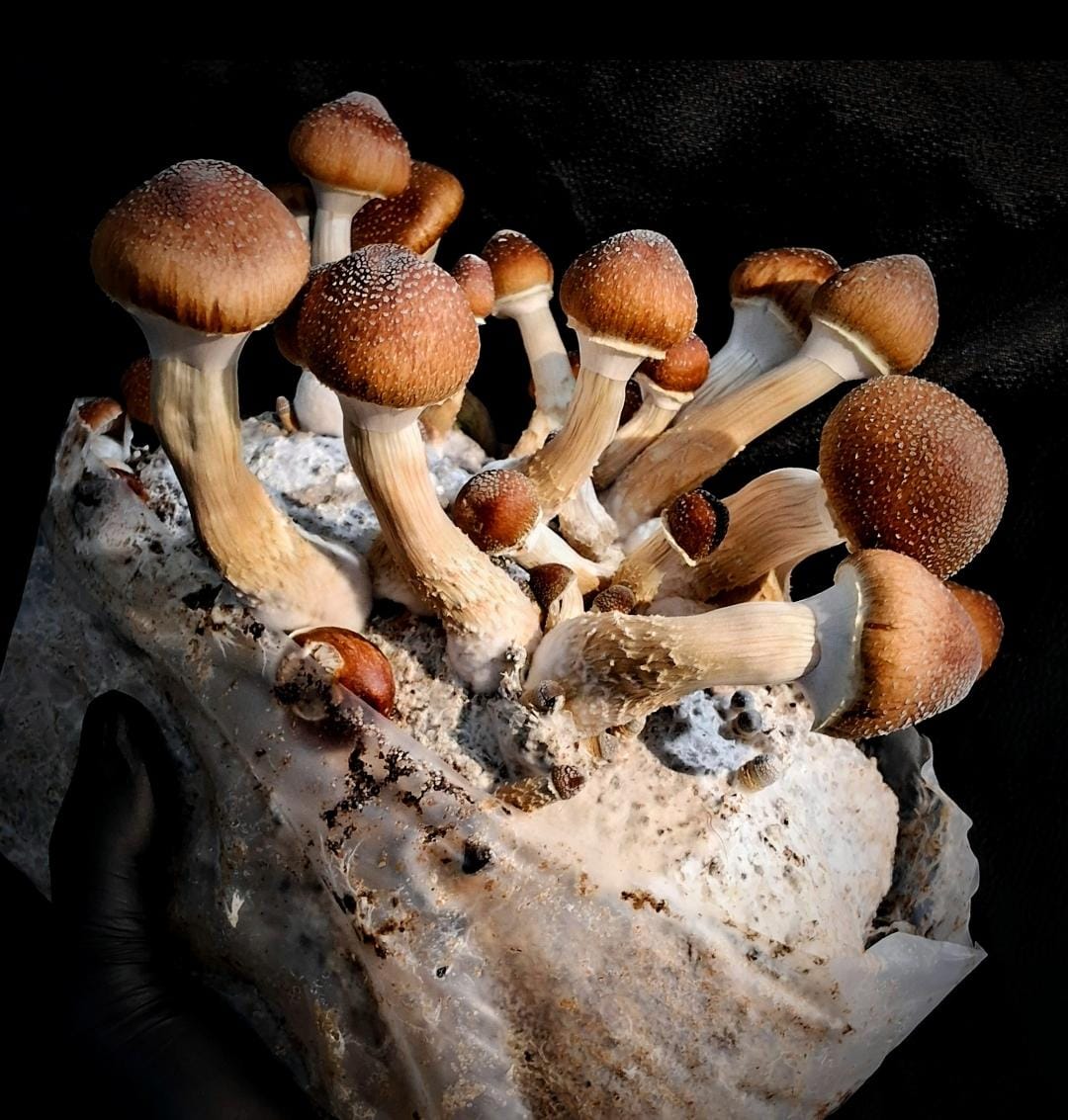 Stack EM PÓ - Psilocybe cubensis | Regist.Taxon.