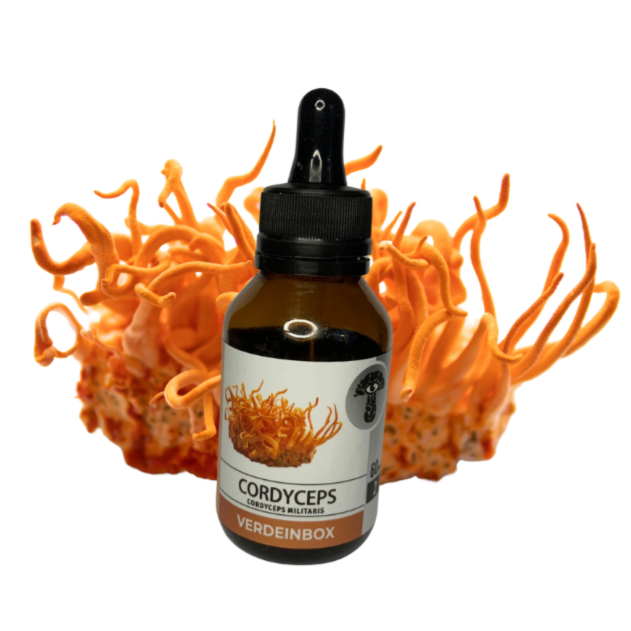 Extrato CORDYCEPS MILITARIS Cogumelo Funcional 60ml Nordeste