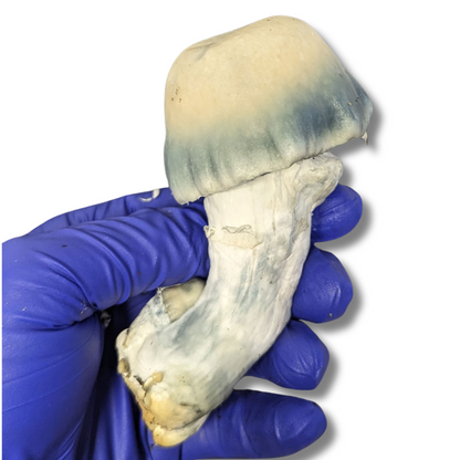 COGUMELO SHAKTI P. Cubensis com PROTOCOLO MED