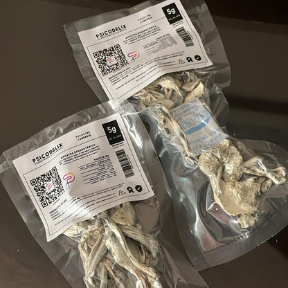 GHOST TRUE ALBINO Psilocybe Cubensis
