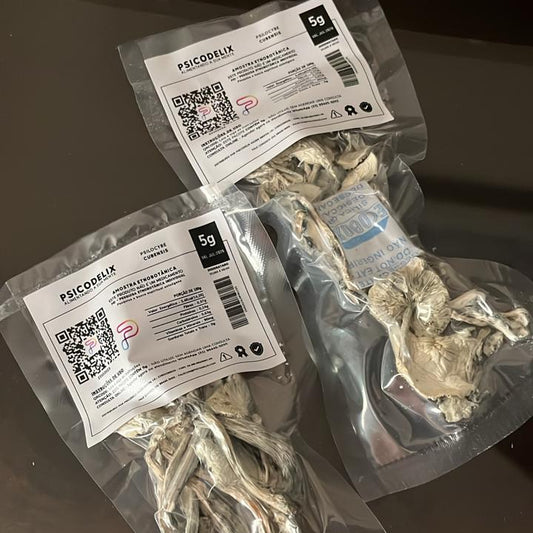 GHOST TRUE ALBINO Psilocybe Cubensis