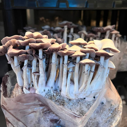 Gepetto — Psilocybe cubensis | Registro Taxonômico