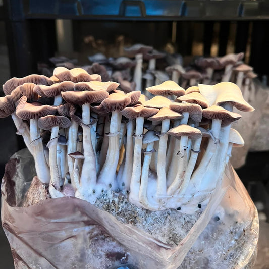 Gepetto — Psilocybe cubensis | Registro Taxonômico