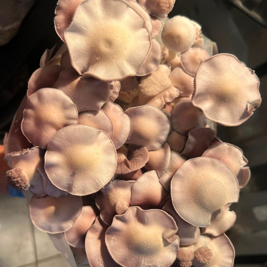 Gepetto — Psilocybe cubensis | Registro Taxonômico