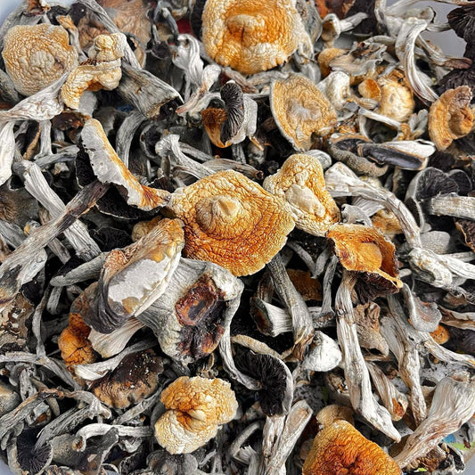 COGUMELO MASKAVO P.Cubensis com PROTOCOLO MED