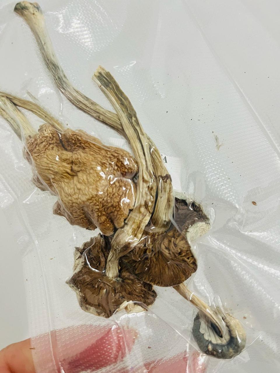 COGUMELO MASKAVO P.Cubensis com PROTOCOLO MED