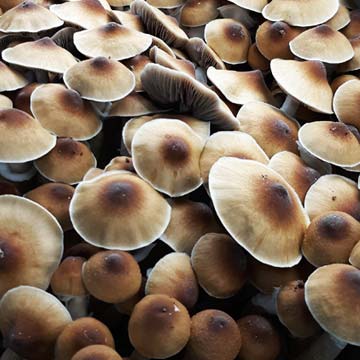 COGUMELO MÁGICO MDK Psilocybe Cubensis com PROTOCOLO MED