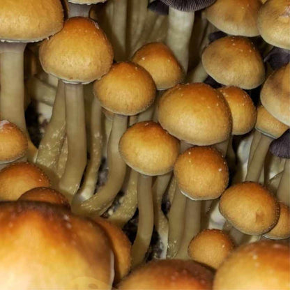 COGUMELO MÁGICO MDK Psilocybe Cubensis com PROTOCOLO MED