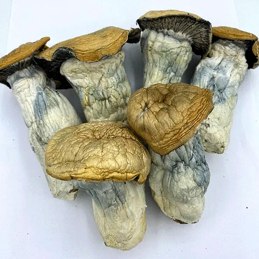 COGUMELO MÁGICO PENIS ENVY Psilocybe Cubensis com PROTOCOLO MED