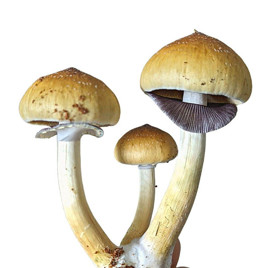 PINK BUFFALO Psilocybe Cubensis