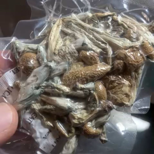 STACK GOLDEN, P07, APE e ENIGMA P.Cubensis com PROTOCOLO MED