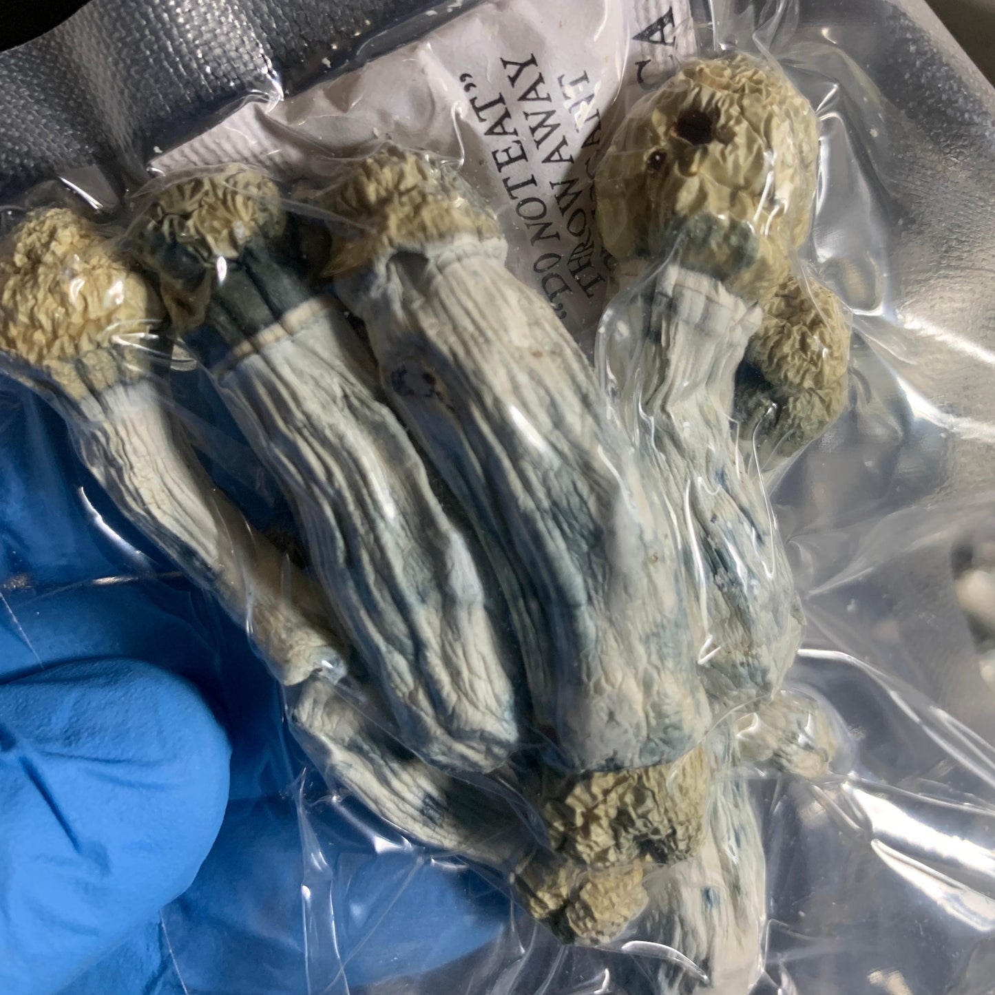STACK Shakti e Albino Penis Envy e P.Cubensis com PROTOCOLO MED