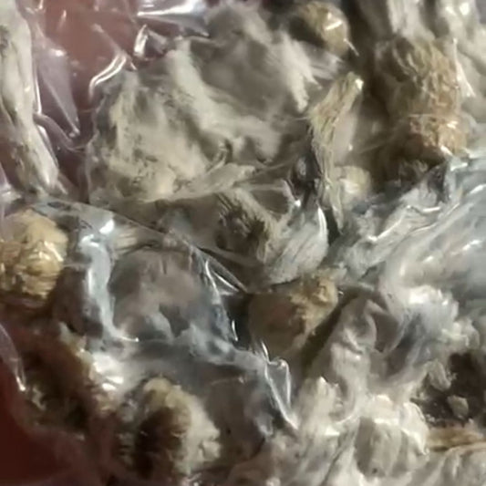 COGUMELOS STACK P07, APE e ENIGMA P.Cubensis com PROTOCOLO MED