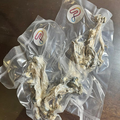 TRUE ALBINO TEACHER com PROTOCOLO MED