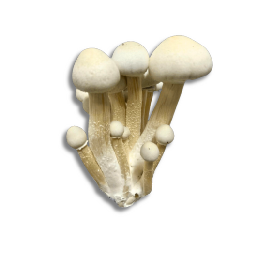 COGUMELOS MÁGICOS P.Cubensis com PROTOCOLO MED