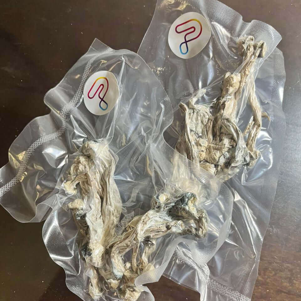 GEPETTO Psilocybe Cubensis