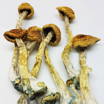 Cogumelos Psilocybe amostras